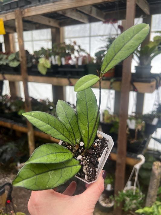 Hoya crassipetiolata 2 pot -rooted- Exact Plant