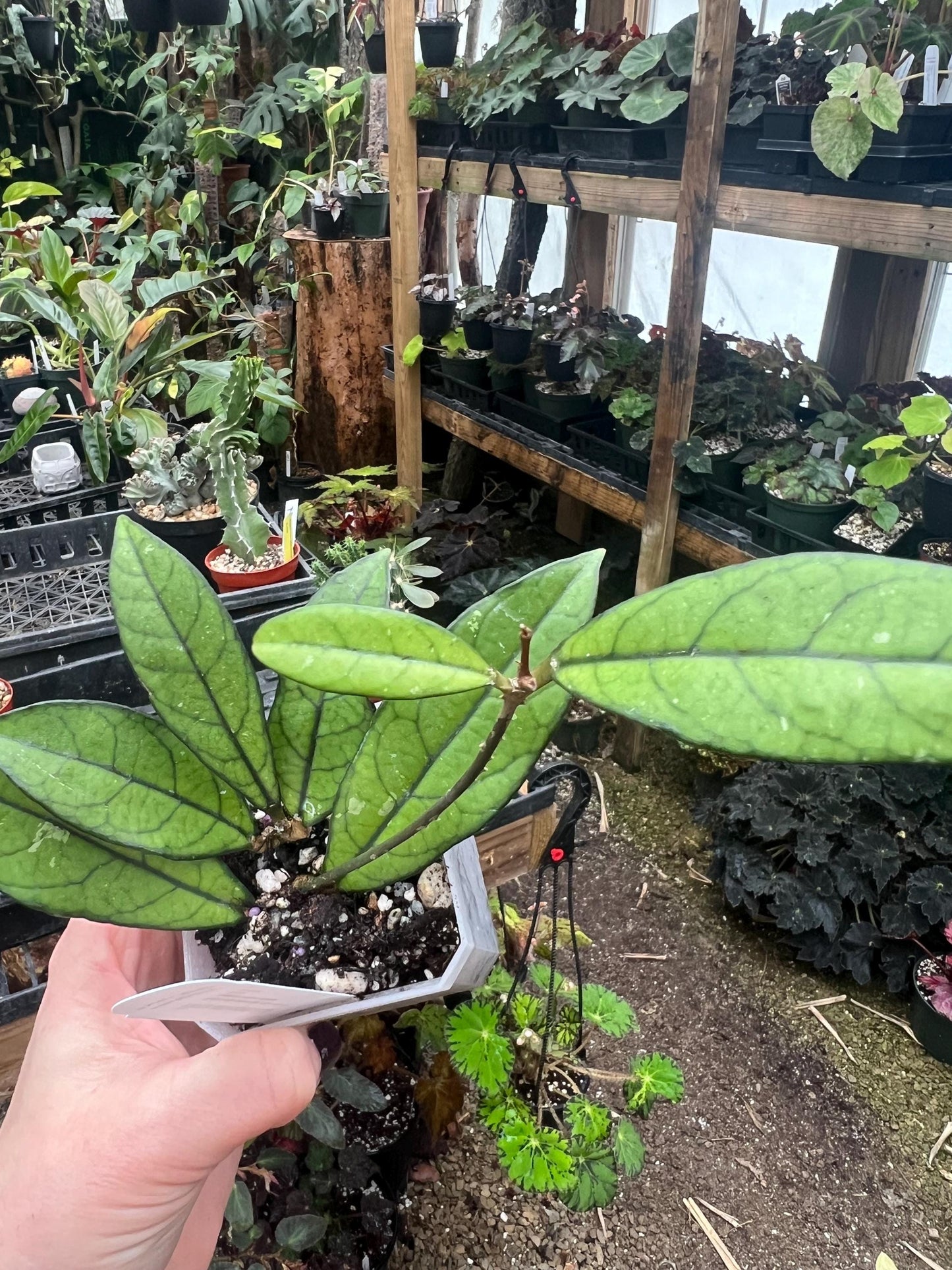 Hoya crassipetiolata 2 pot -rooted- Exact Plant