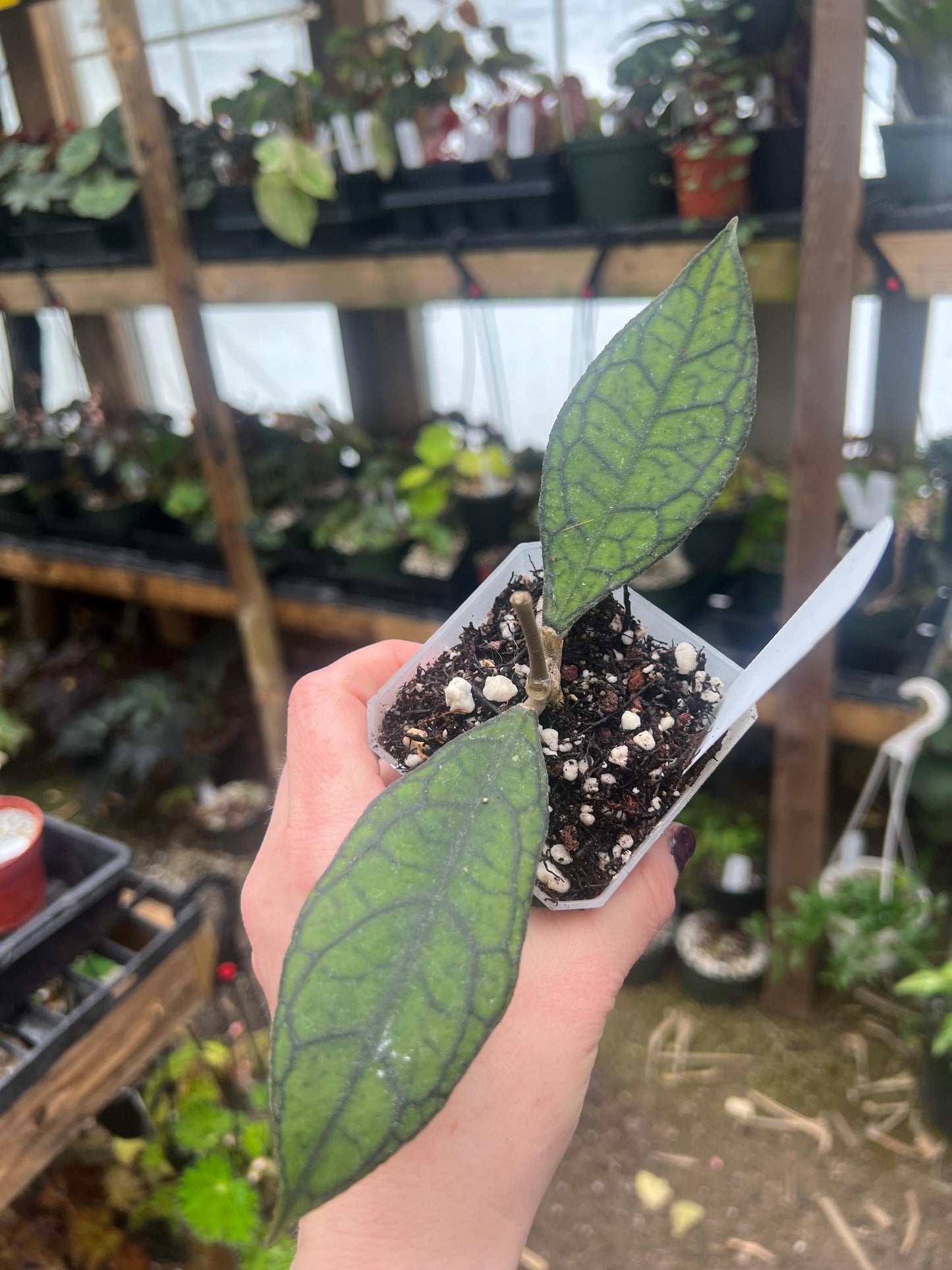 Hoya finlaysonii 2 pot -rooted- Exact Plant