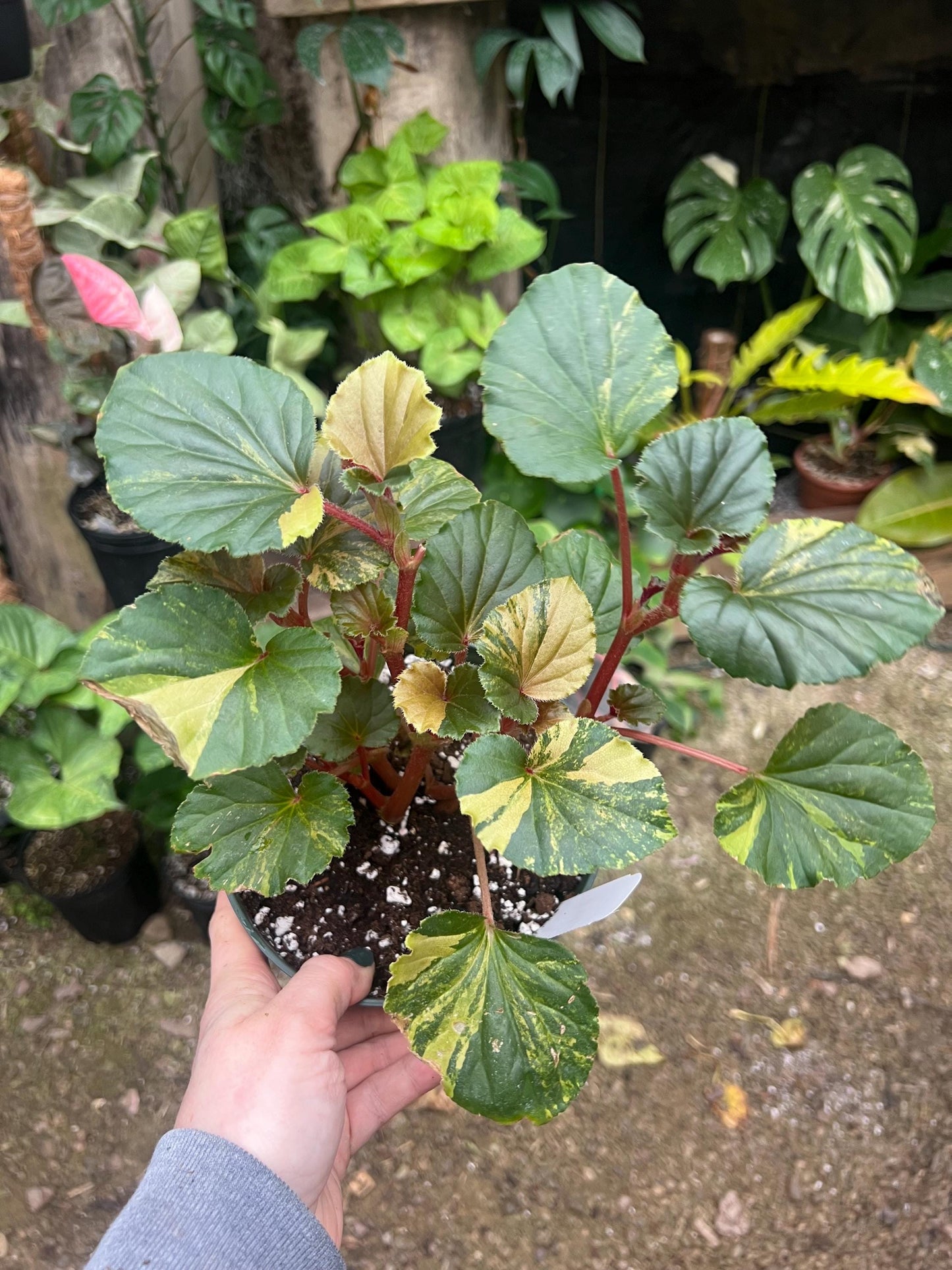 Begonia Cucullata Variegated 4 pot - Exact Plant