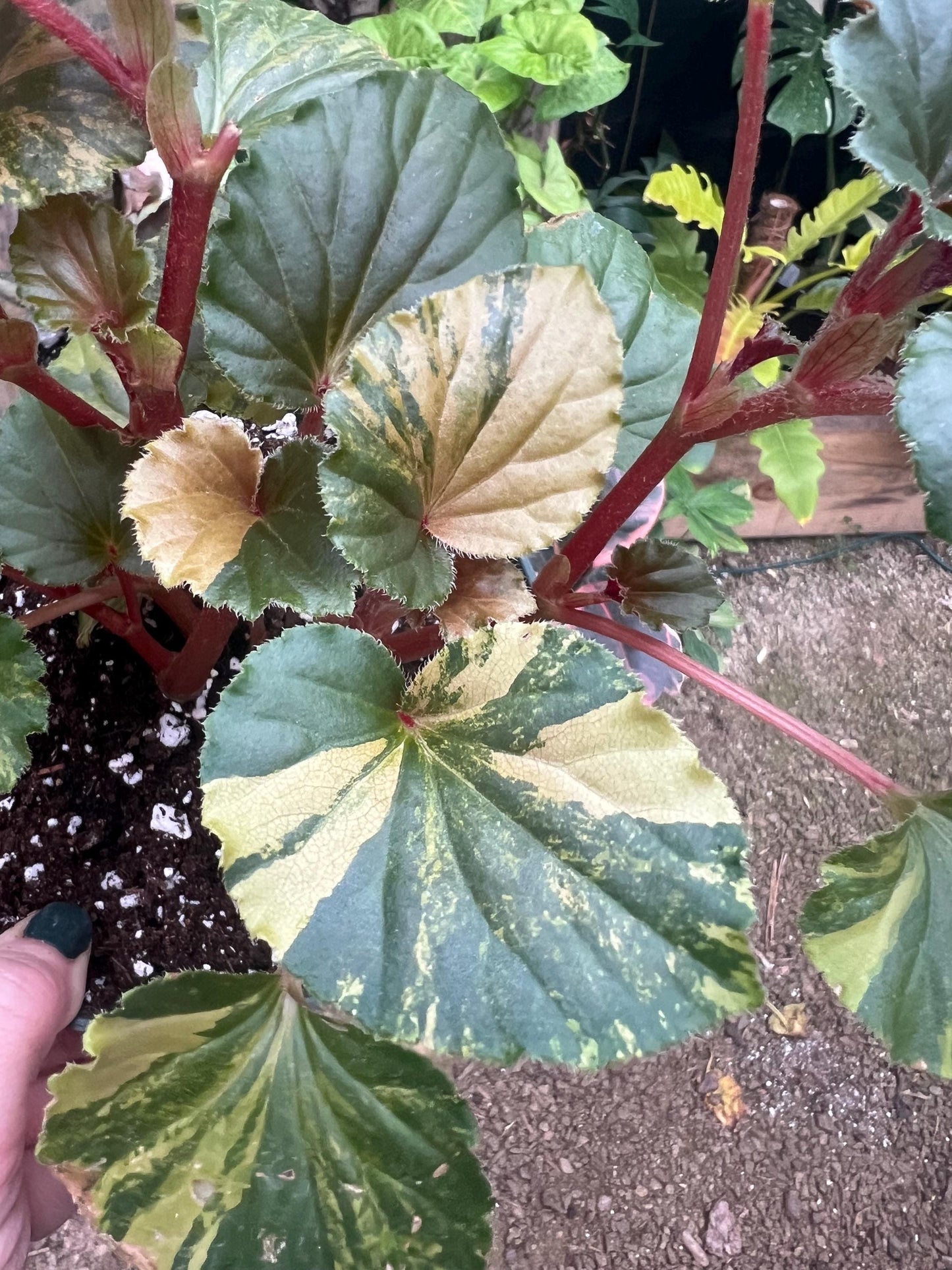 Begonia Cucullata Variegated 4 pot - Exact Plant