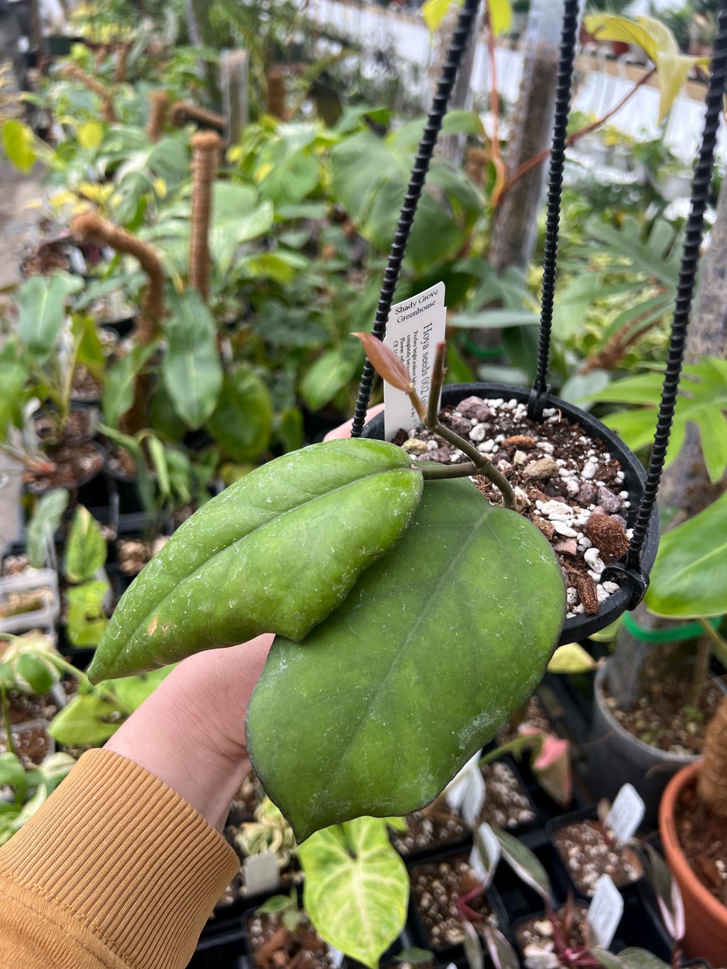 Hoya Seeds 002 4 hanging basket- Exact Plant