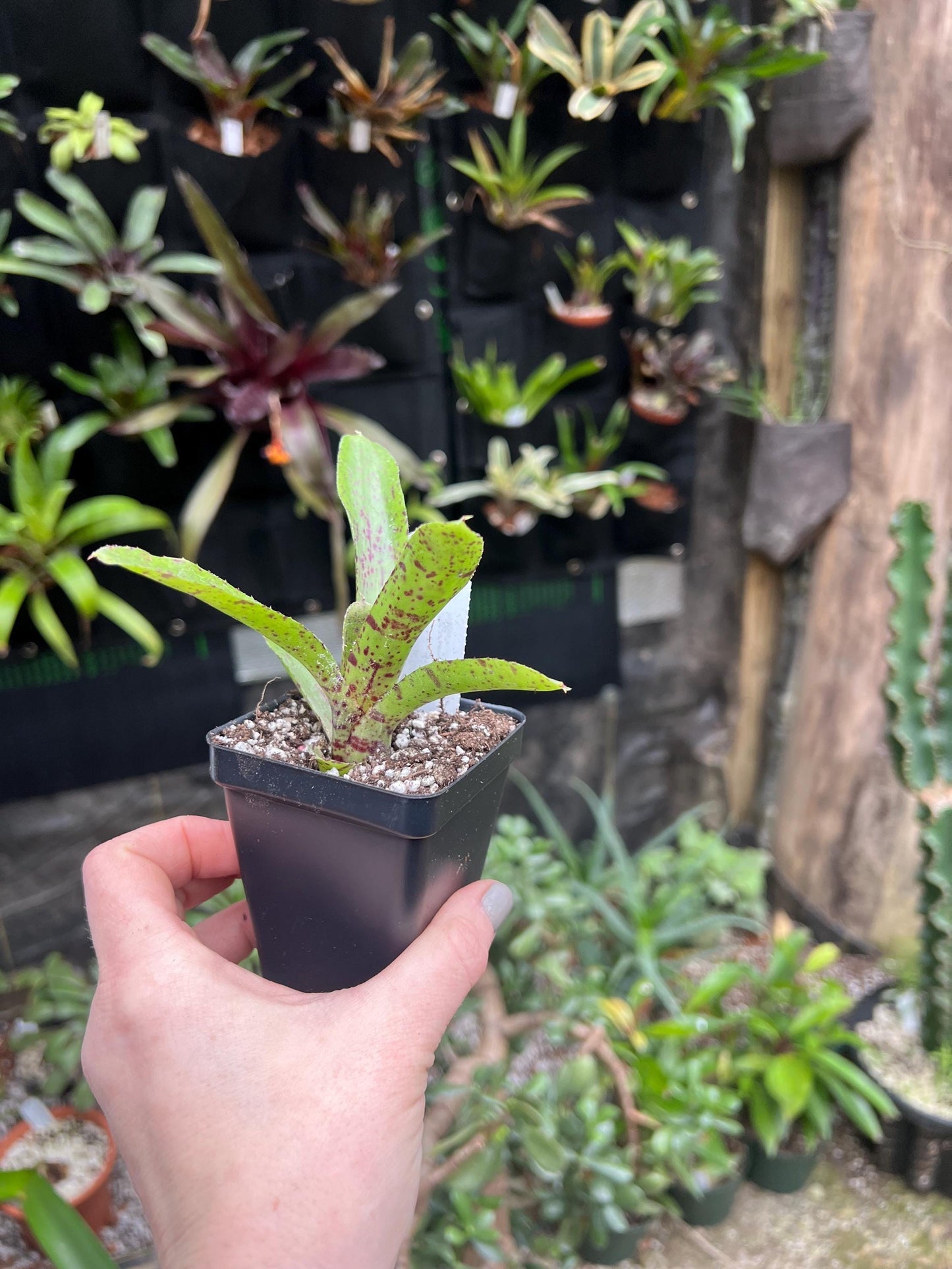 Avalanche Bromeliad neoregelia - Growers choice - Chemical free - Bareroot