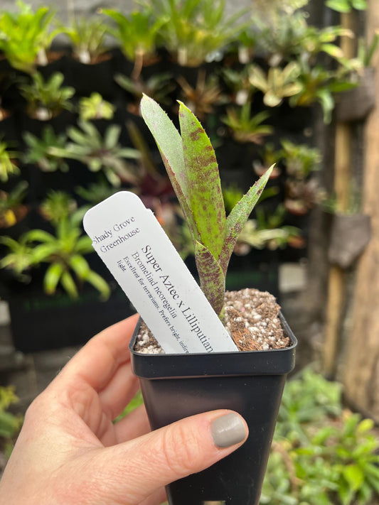 Super Aztec x Lilliputiana Bromeliad neoregelia - Growers choice - Chemical free - Bareroot