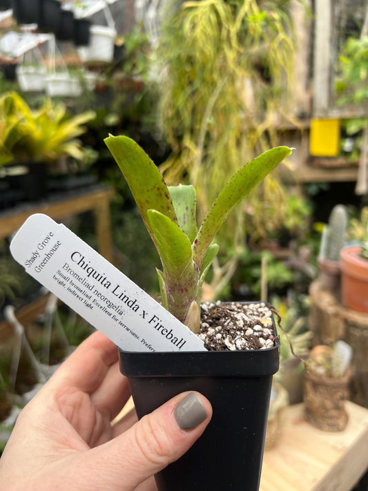 Chiquita Linda x Fireball Bromeliad neoregelia - Grower’s Choice - Chemical Free - Bareroot
