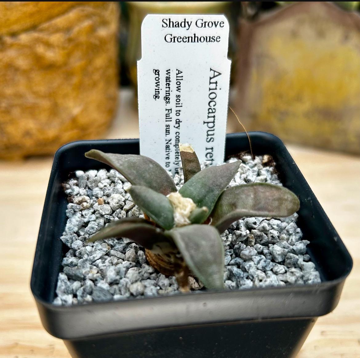 Ariocarpus retusus (seed grown) - Exact Plant - Rare - Bareroot