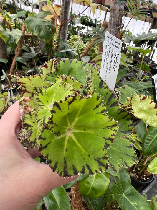 Begonia Apple Pie 4” pot - Grower’s Choice