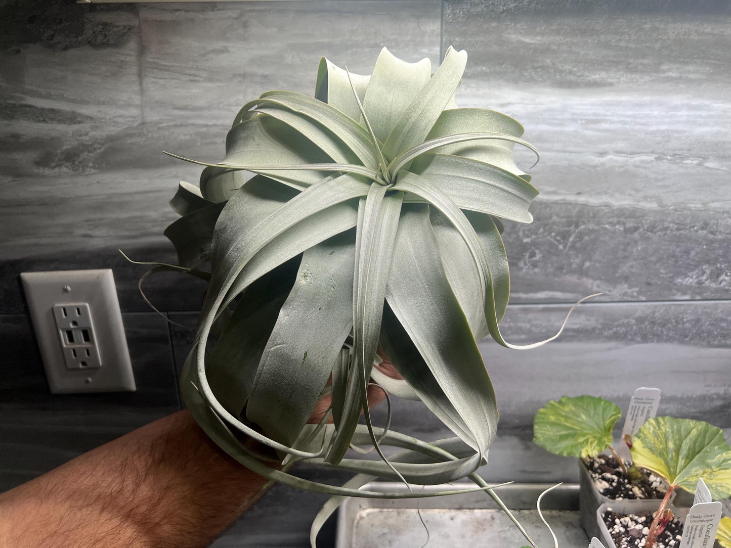 Xerographica Airplant Jumbo- Growers Choice