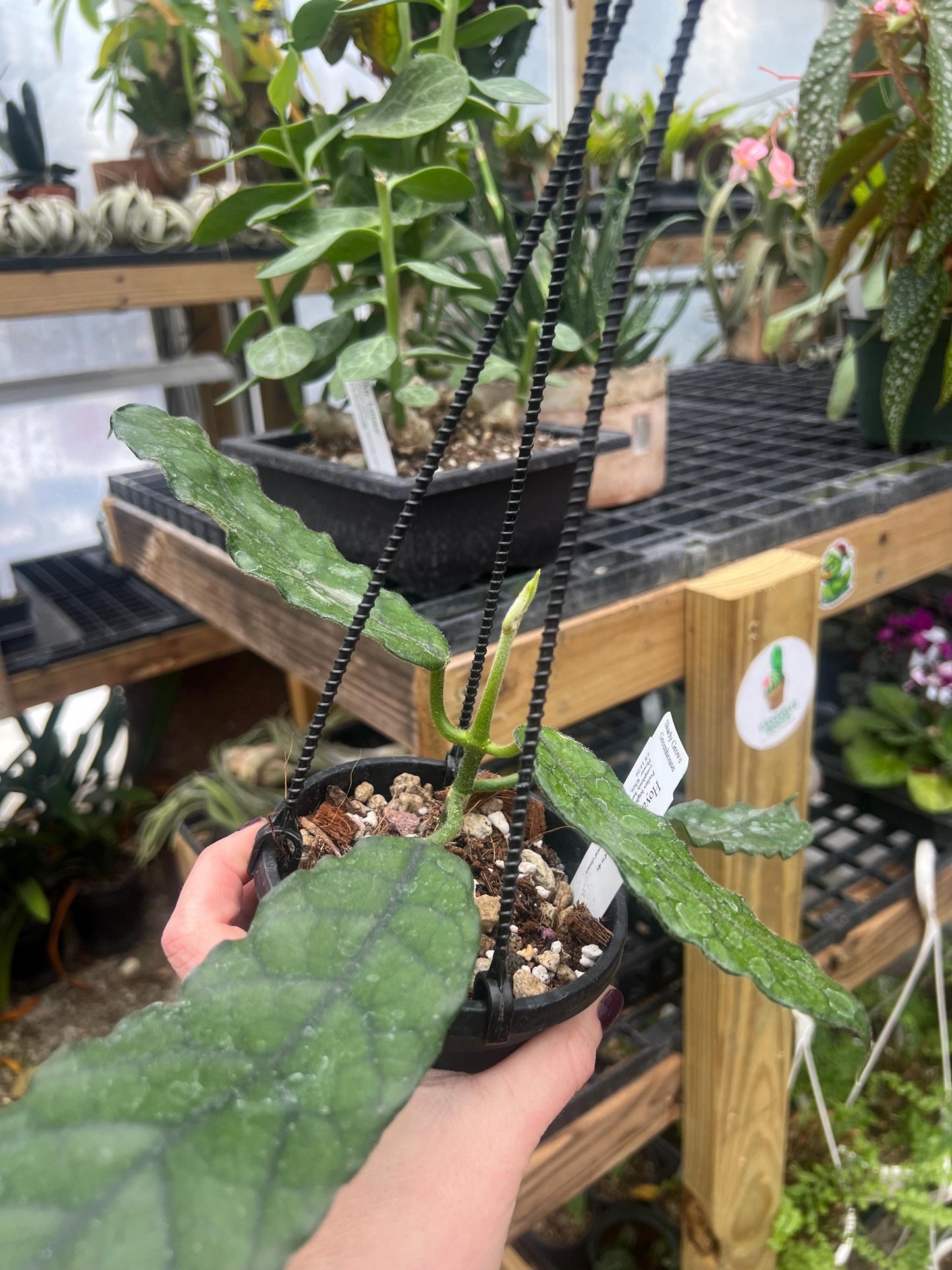 Hoya Globulosa Ripple Leaf 4 hanging basket- Exact Plant