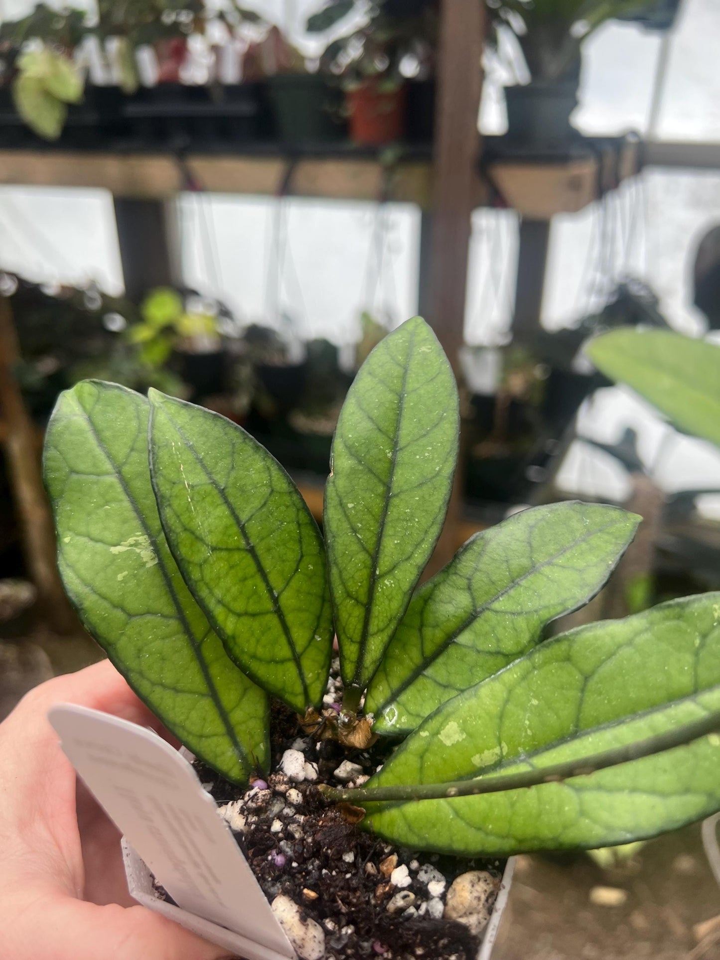 Hoya crassipetiolata 2 pot -rooted- Exact Plant