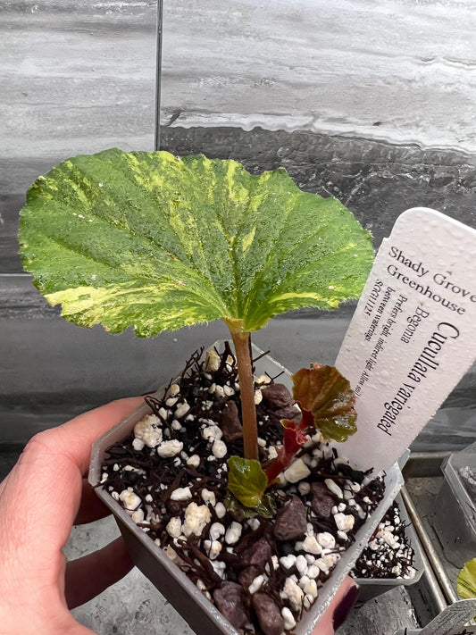 Begonia Cucullata variegated A - 2 pot - Exact Plant - Rare