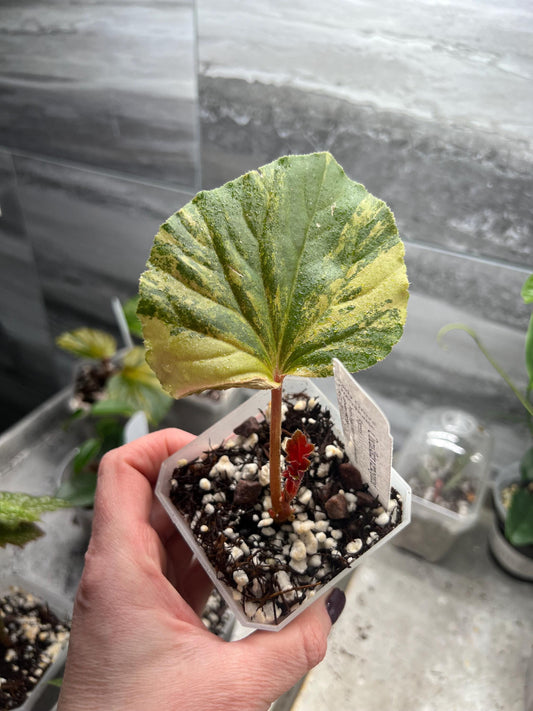 Begonia Cucullata variegated C - 2 pot - Exact Plant - Rare