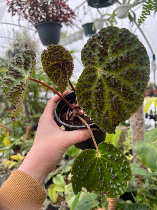 Begonia Ferox - 4 pot - Exact Plant - Rare