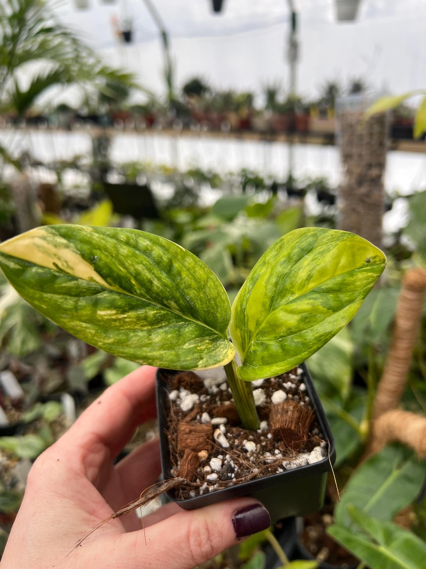 Monstera Peru Variegated 4 pot- Top-cut Fully Rooted HIGH variegation