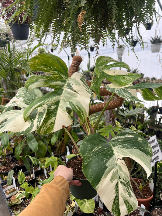 Monstera Borsigiana Albo -  Fully Rooted - High variegation